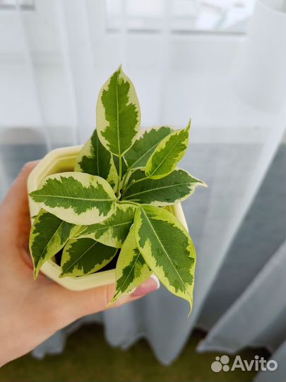 Фикус бенджамина