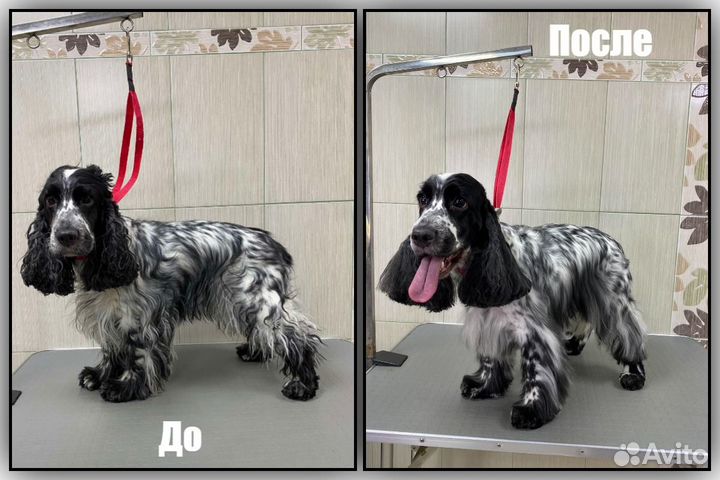 Услуги Профессионального Грумера