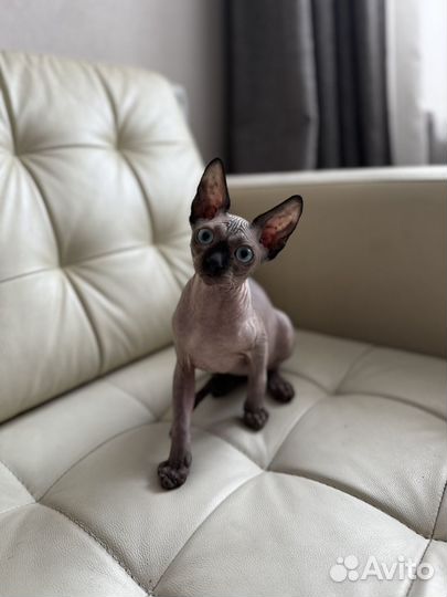 Кошка сфинкс