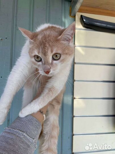Кошка подросток