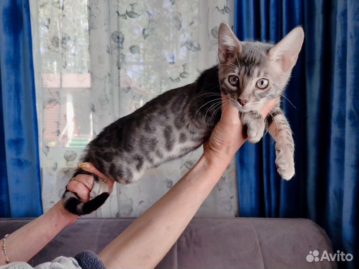 Бенгальские котята редких окрасов