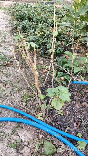 Черная,красная смородина