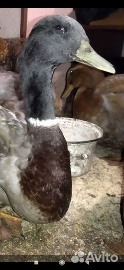 Руанские утята
