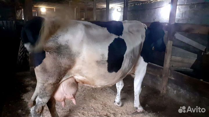 Корова, молочная