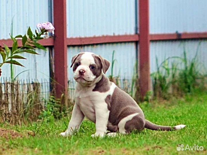 Староанглийский бульдог. Щенки
