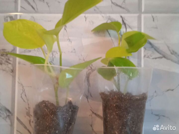 Эпипремнум neon