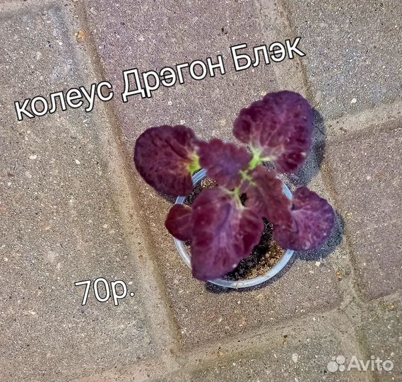 Колеусы вегетативные