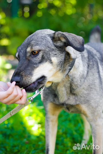 Элли ищет дом