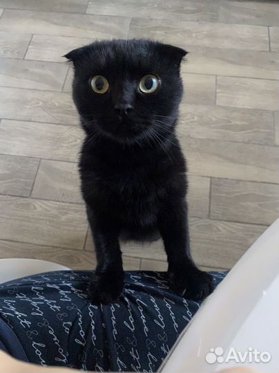 Британская