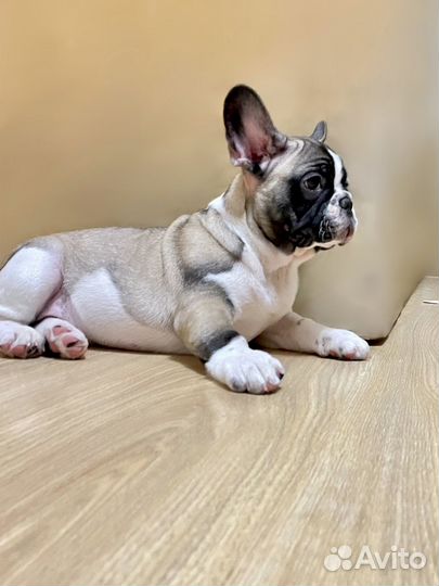 Французский бульдог