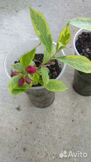 Вейгела красный цвет