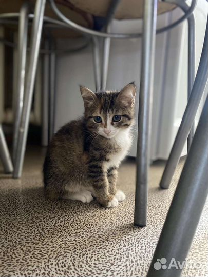 Трехцветная кошечка