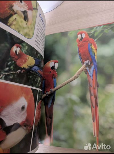 Энциклопедия про животных