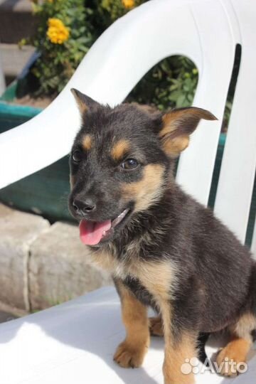 Щенок в добрые руки