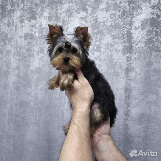 Йоркширский терьер щенки