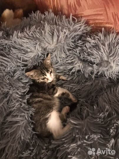 Котенок кот Кузя