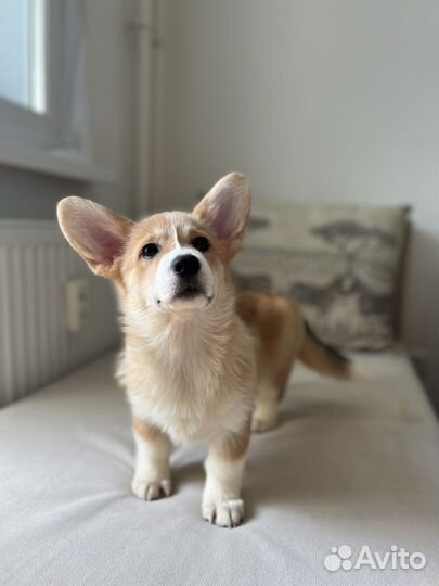 Щенки вельш-корги пемброк