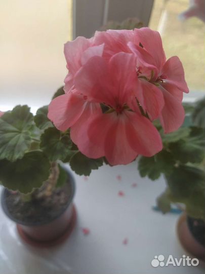 Пеларгония герань