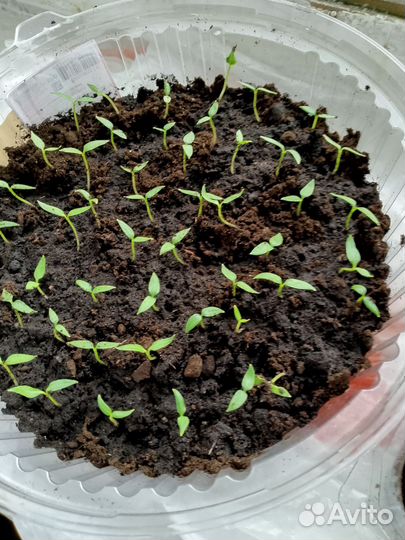 Рассада перца сладкого