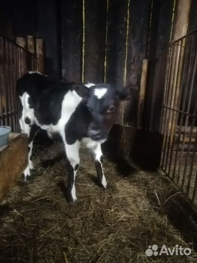 Быки и тёлки разных возростов