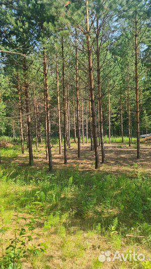 Лес на дрова