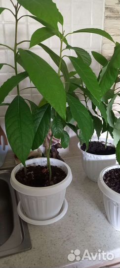 Комнатные растения цветы