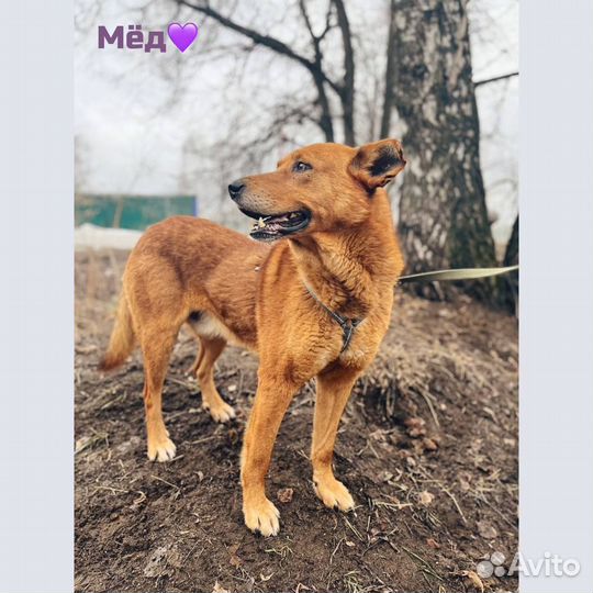 Огненный пес в добрые руки