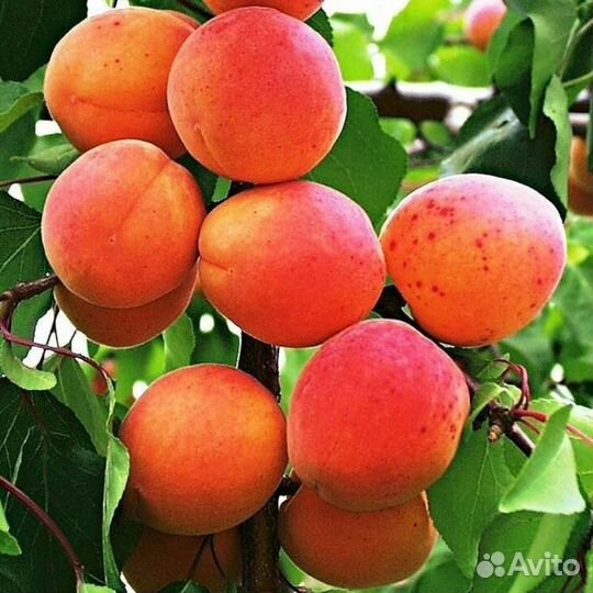 Саженцы абрикоса