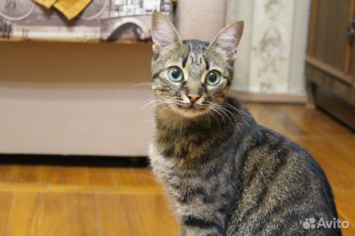 Кастрированный кот