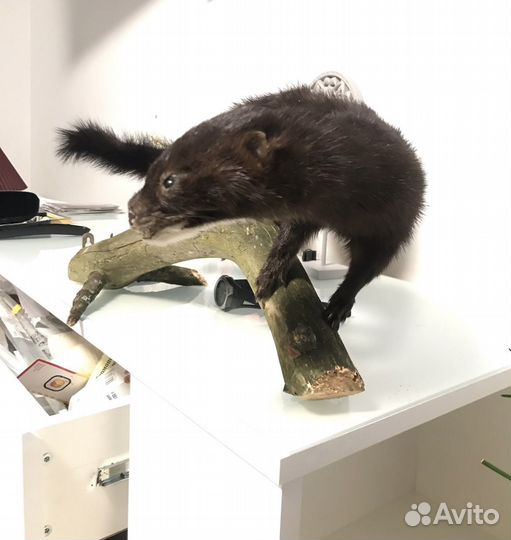 Чучело норки