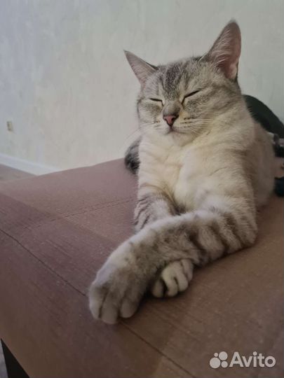 Тайская Кошка