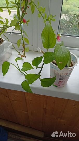 Сциндапсус