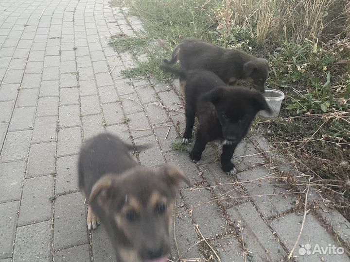 Щенки в добрые руки