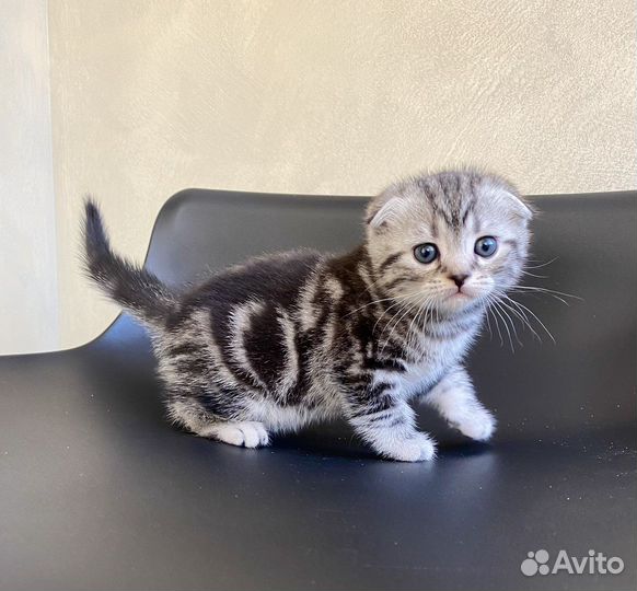 Шотландский вислоухий котенок