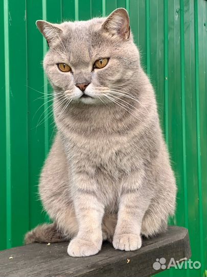 Отдам кота в добрые руки