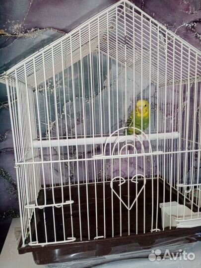 Птичка попугай с клеткой
