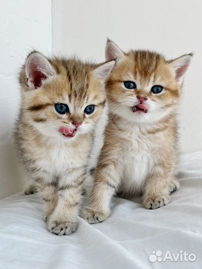 Котята британской шиншиллы