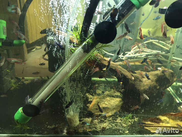 Рыба петушок