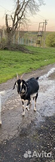 Коза дойная