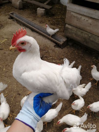 Куры молодки