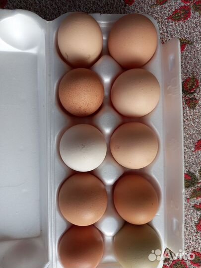 Домашние куриные яйца
