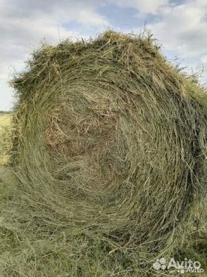 Продам сено в рулонах