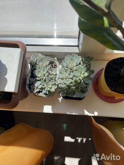 Сакуленты эчеверия