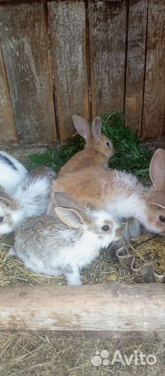 Продам крольчат