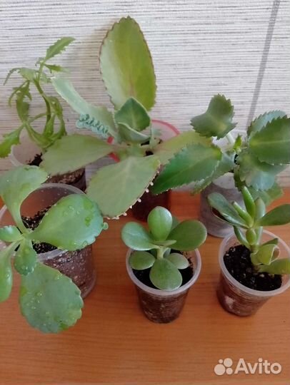 Суккуленты