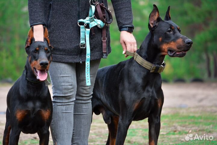 Кинолог-зоопсихолог, ветдиетолог