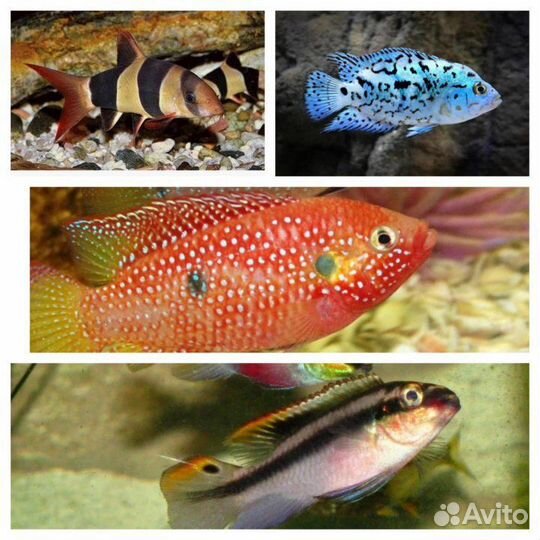 Аквариумные рыбки