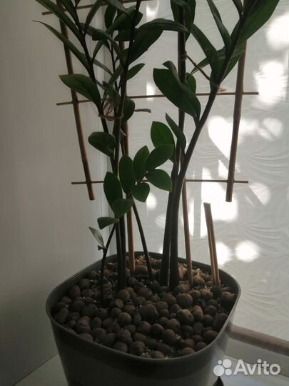 Замиокулькас