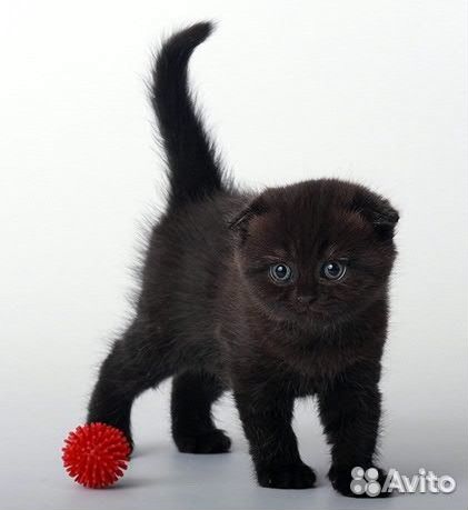 Черные вислоухие котята