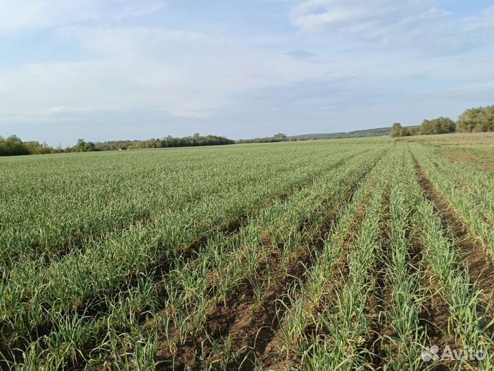 Озимый чеснок оптом